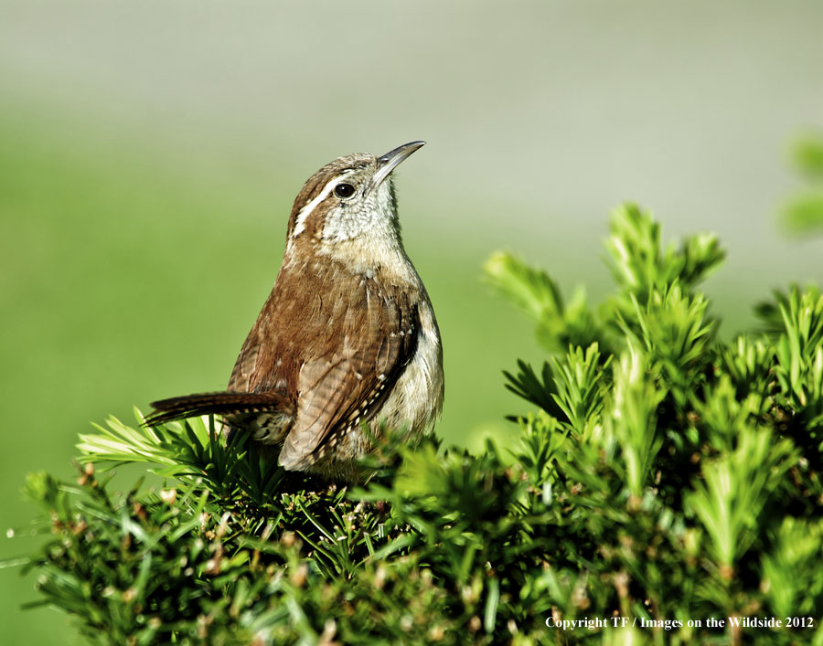 Carolina Wren in habitat.