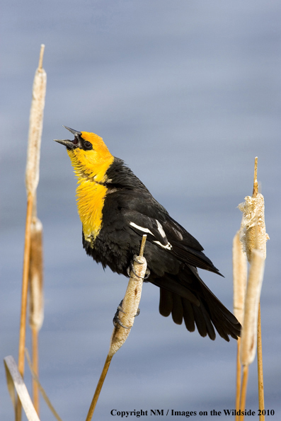 Yellow-headed Blackbird