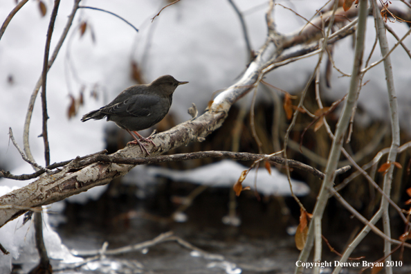 Water ouzel by stream.