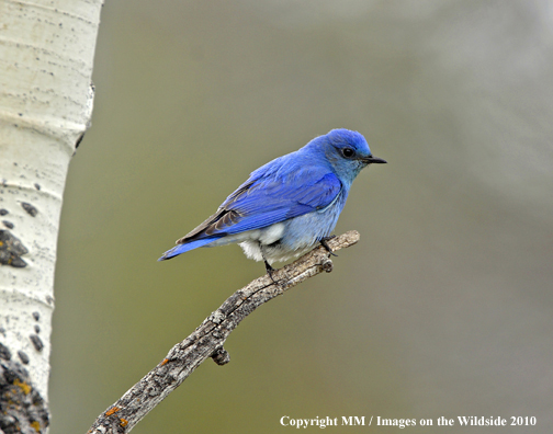 Mountain Bluebird