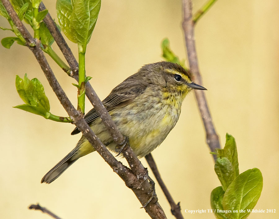 Palm Warbler in habitat.