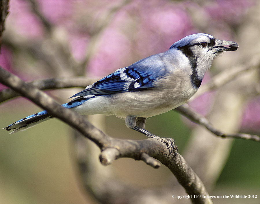 Blue Jay in habitat.