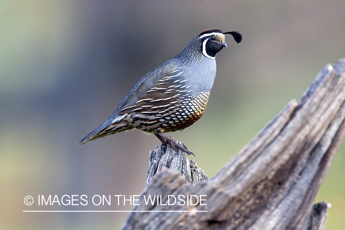 Male California (valley) quail