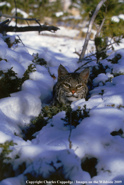 Bobcat in habitat