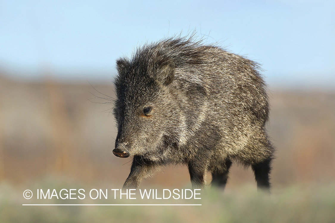 Javelina in habitat.