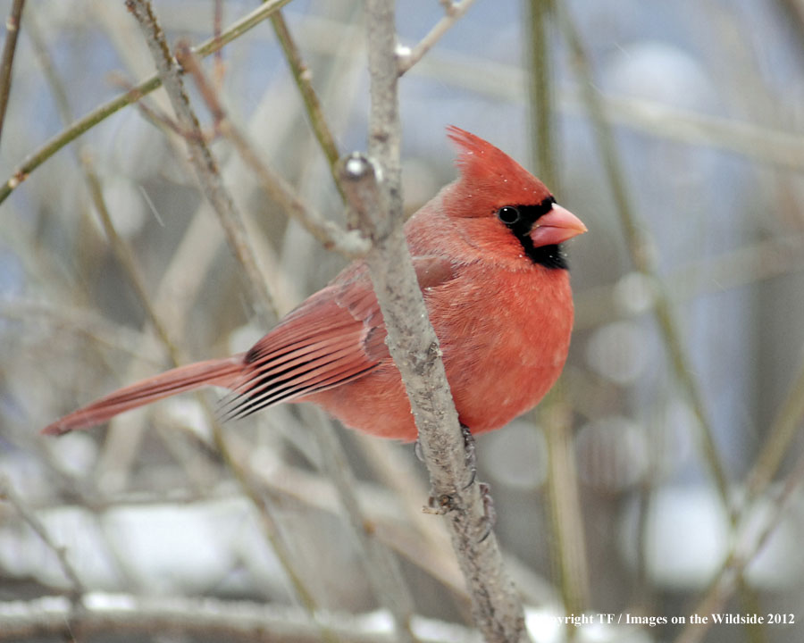 Cardinal in habitat.