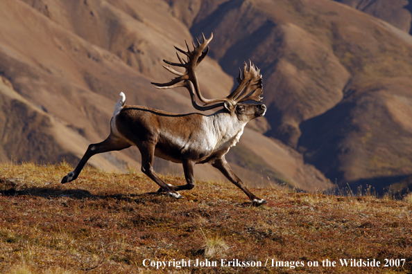 Barren Ground Caribou running 