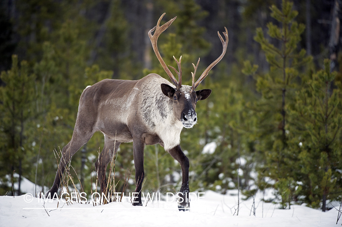 Woodland Caribou in woods.