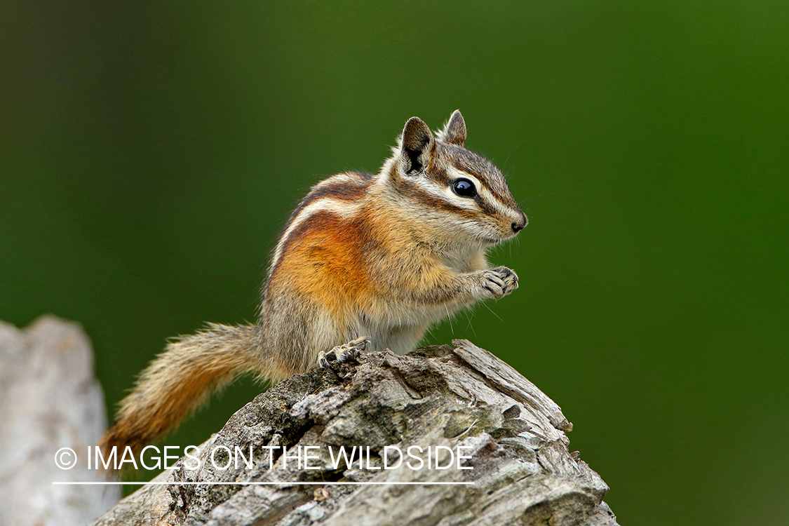 Chipmunk on stump.