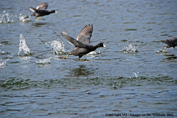 American Coot running across water