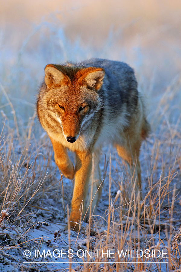 Coyote in habitat.