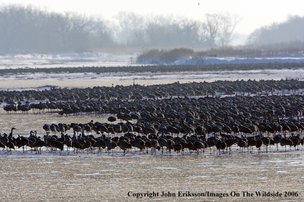 Sandhill cranes in habitat.