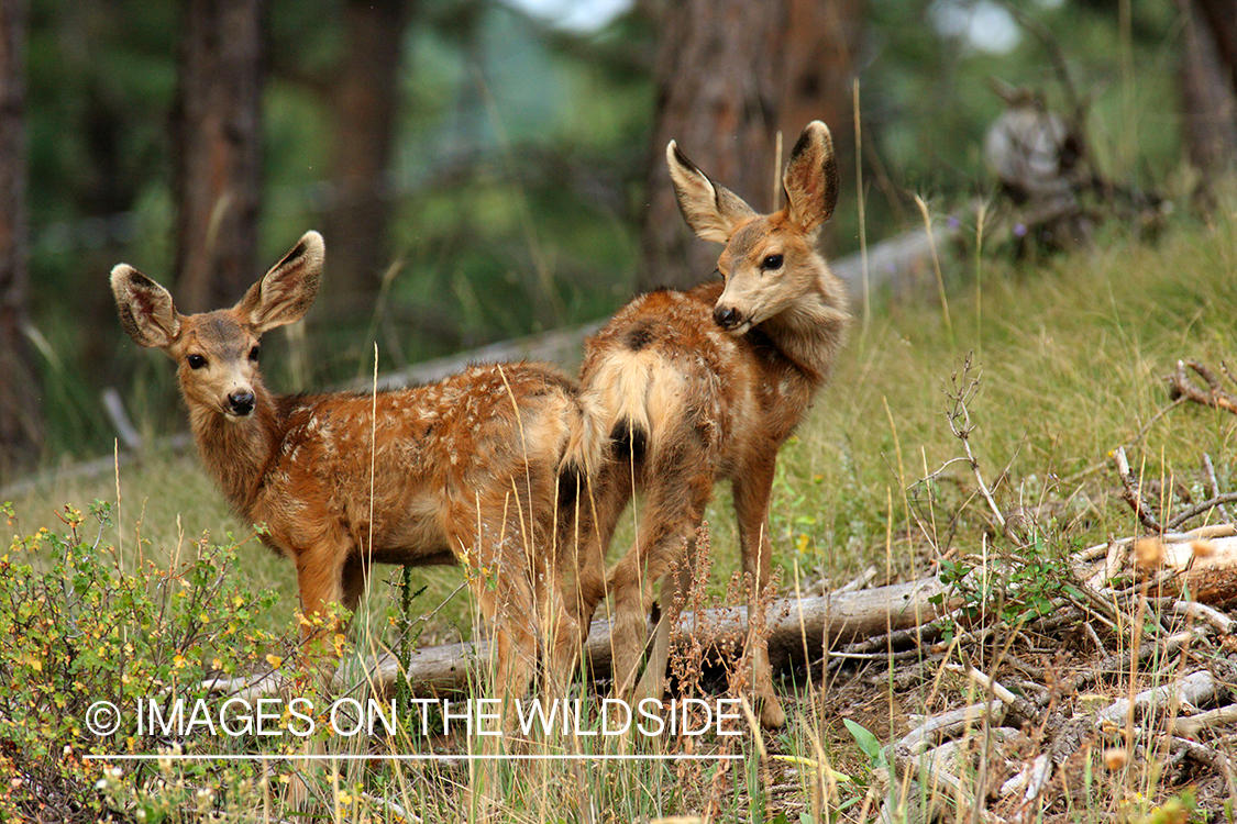 Mule deer fawns in habitat. 