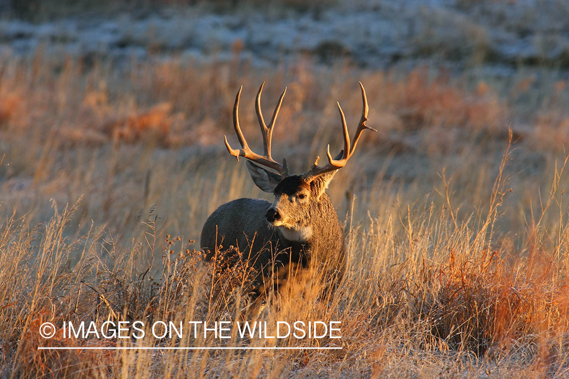 Mule deer buck in habitat. 