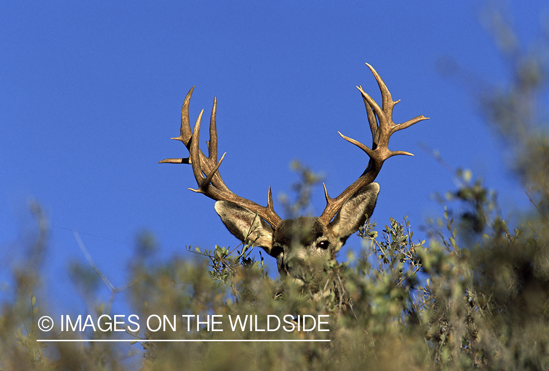 Mule deer buck in habitat. 