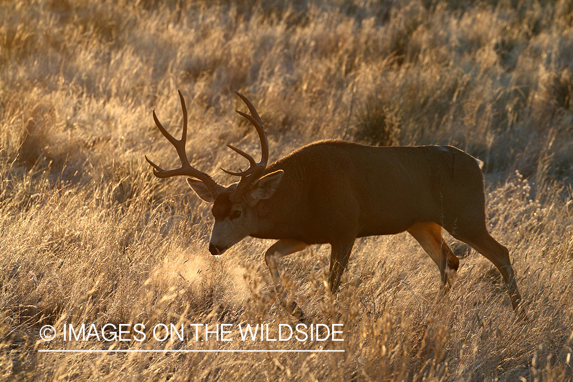 Mule deer buck in habitat. 