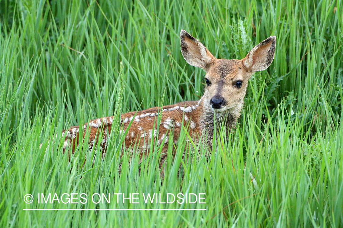 Mule deer fawn in habitat.