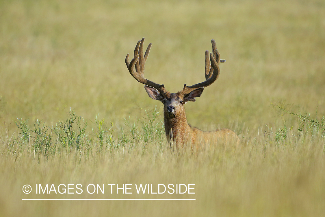 Mule deer buck in velvet.