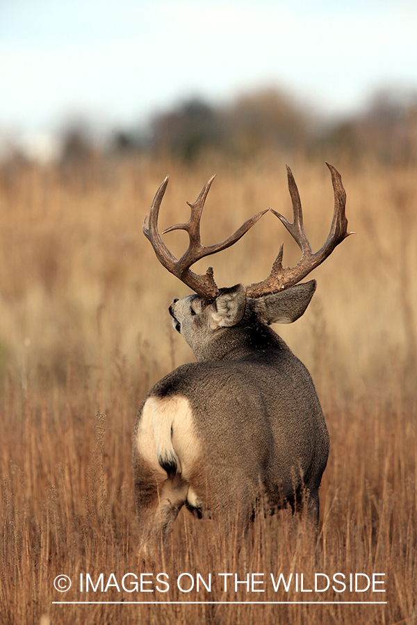 White-tailed buck in field in late fall.