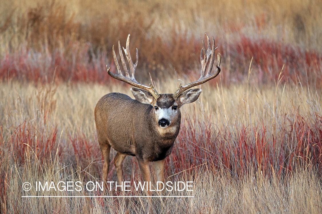 Mule deer buck in rut.