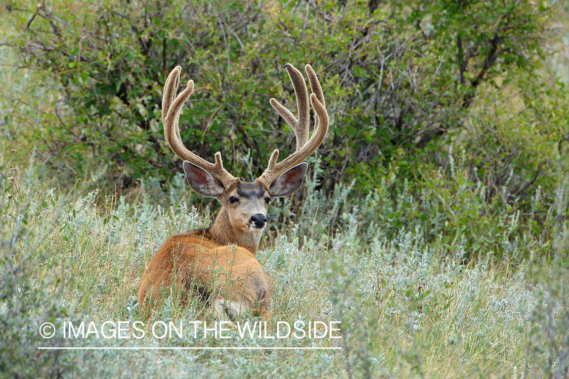 Mule buck in Velvet.