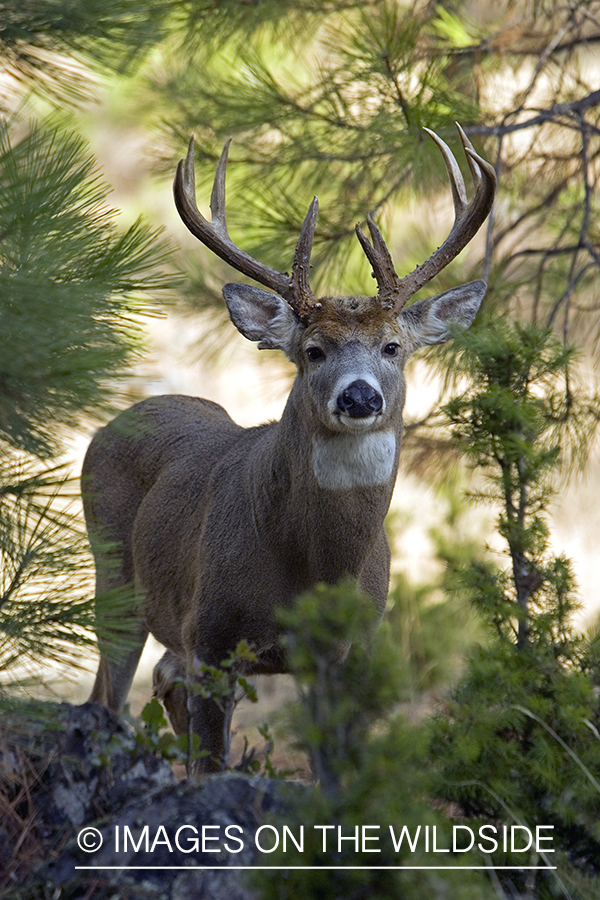 White-tailed deer in habitat