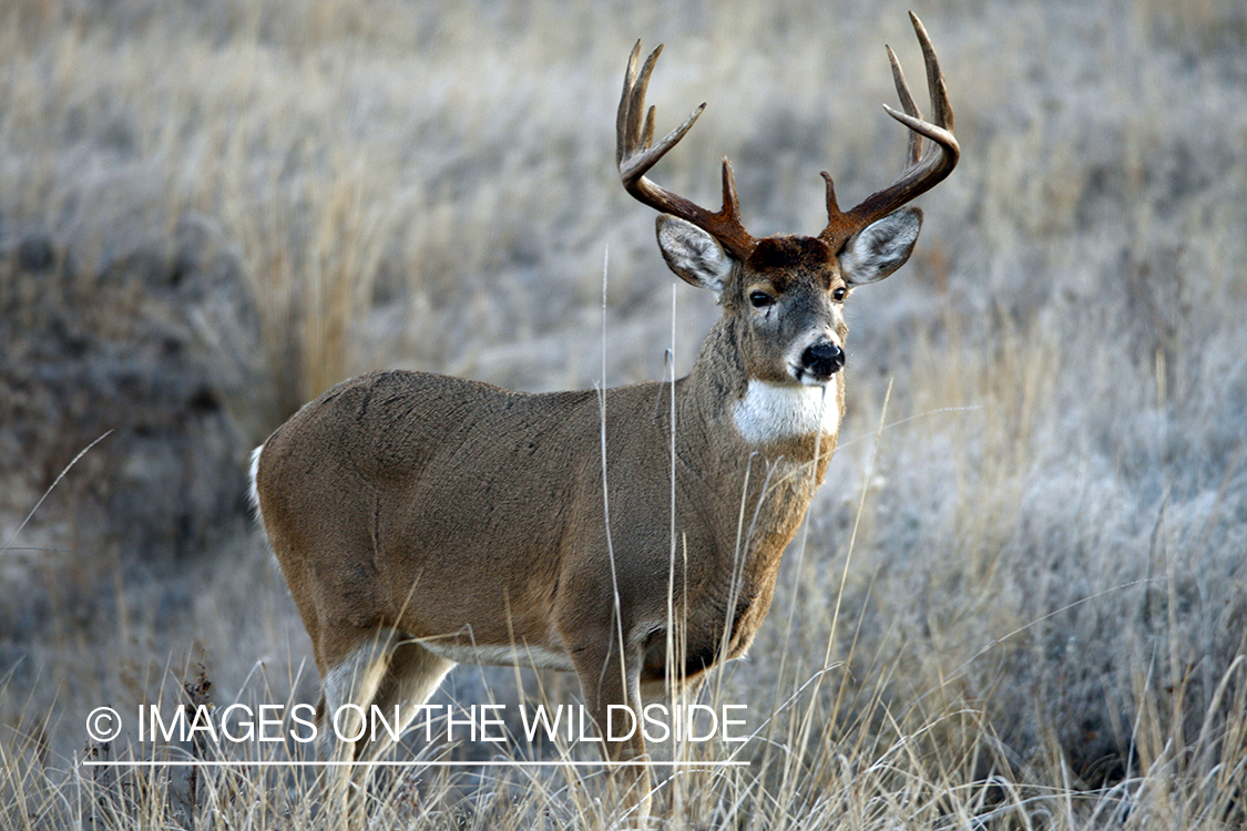 Whitetail Buck