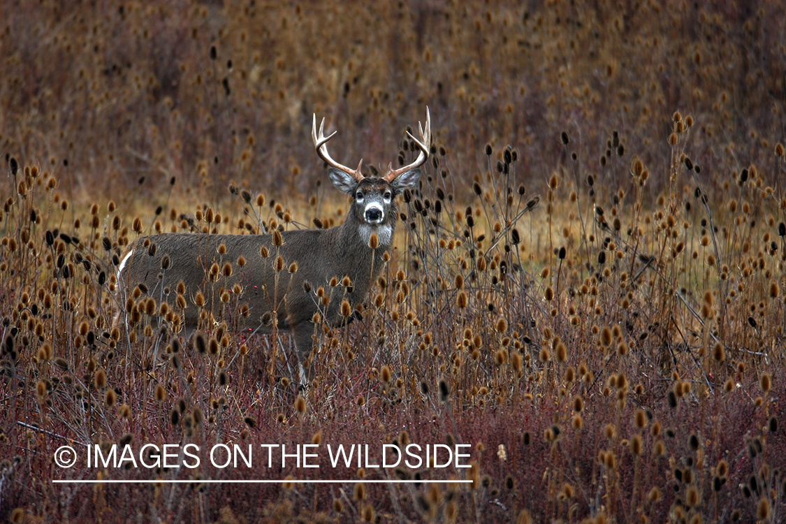 Whitetail Buck in Field