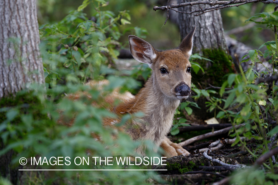 Whitetail fawn in habitat