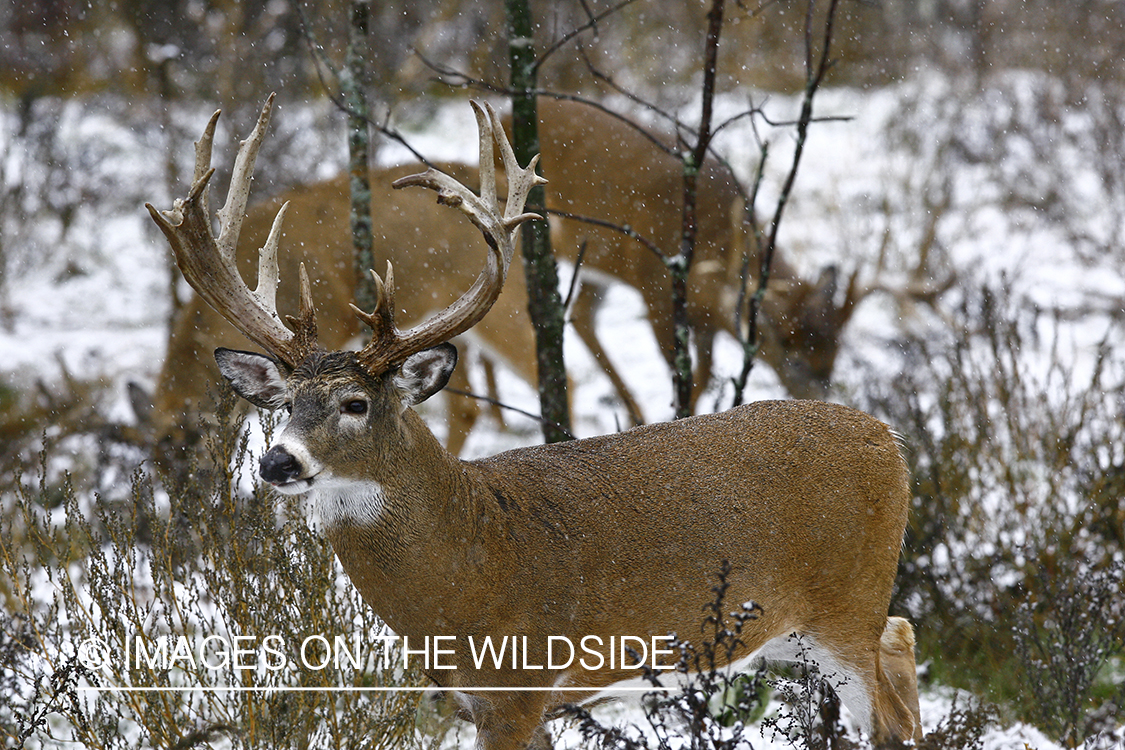 Whitetail buck in habitat