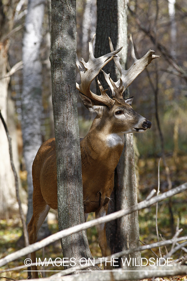 Whitetail buck in habitat