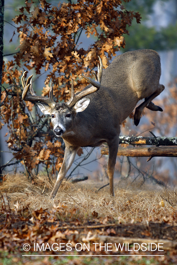 Whitetail buck jumping over fence.