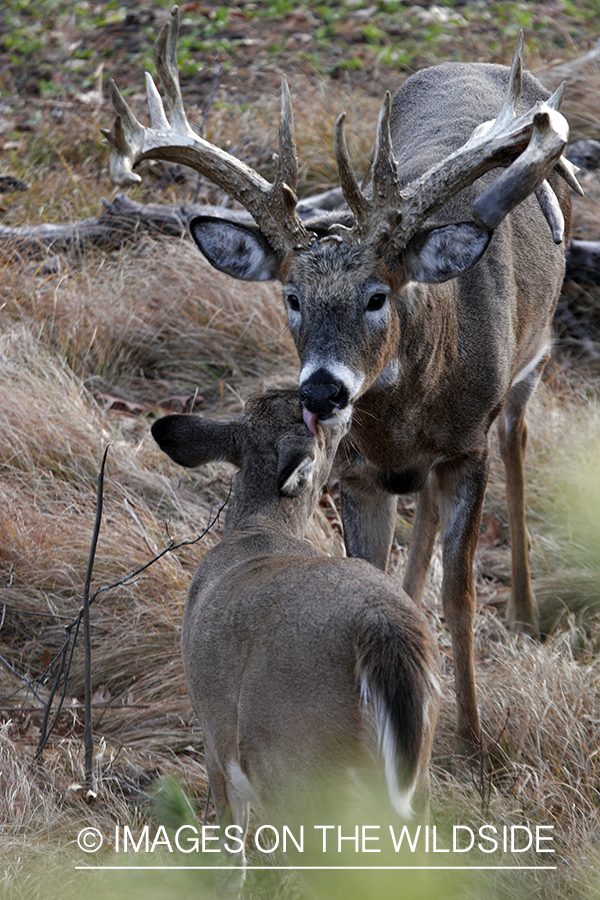 Whitetail buck with doe.