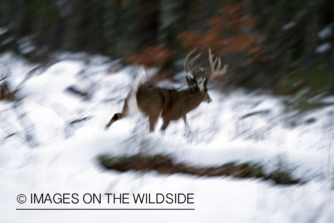 White-tailed buck in habitat.