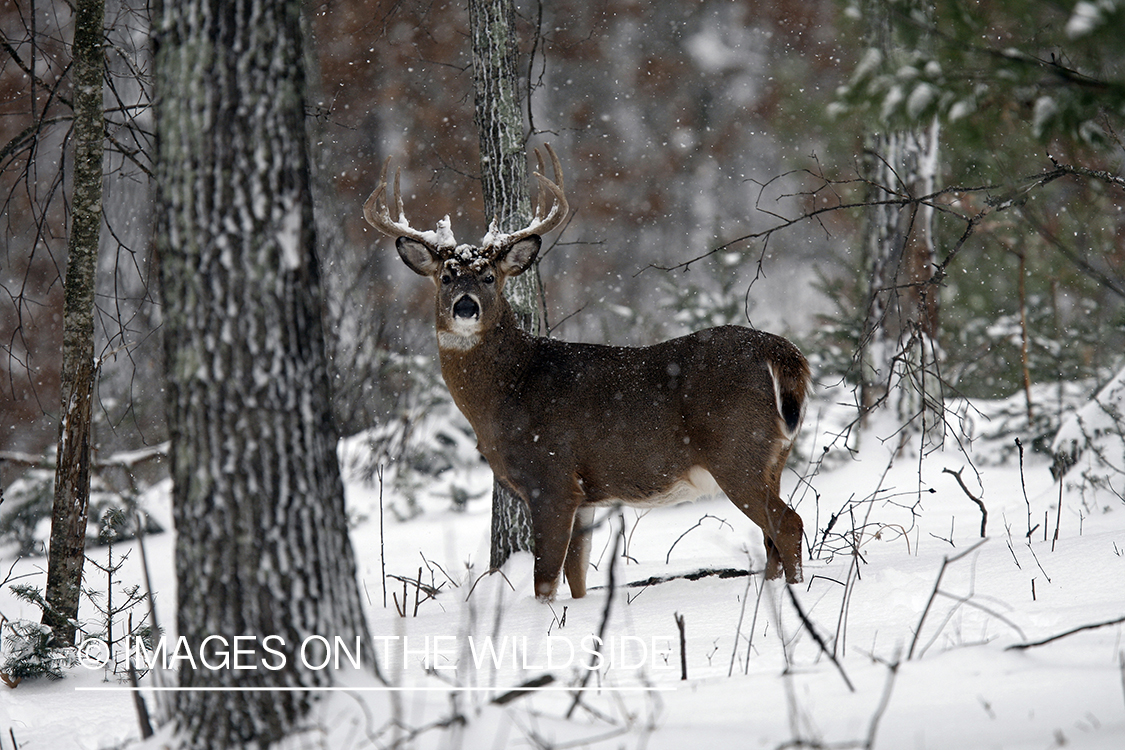 White-tailed buck in habitat.