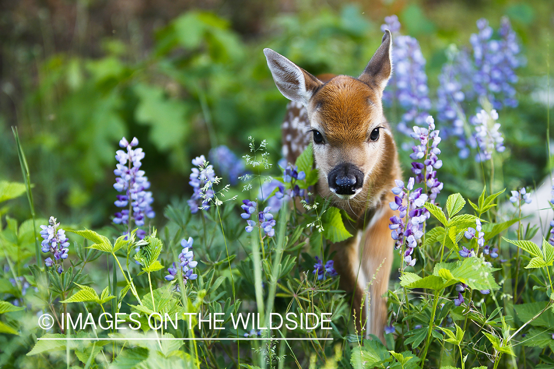 White-tailed Deer Fawns