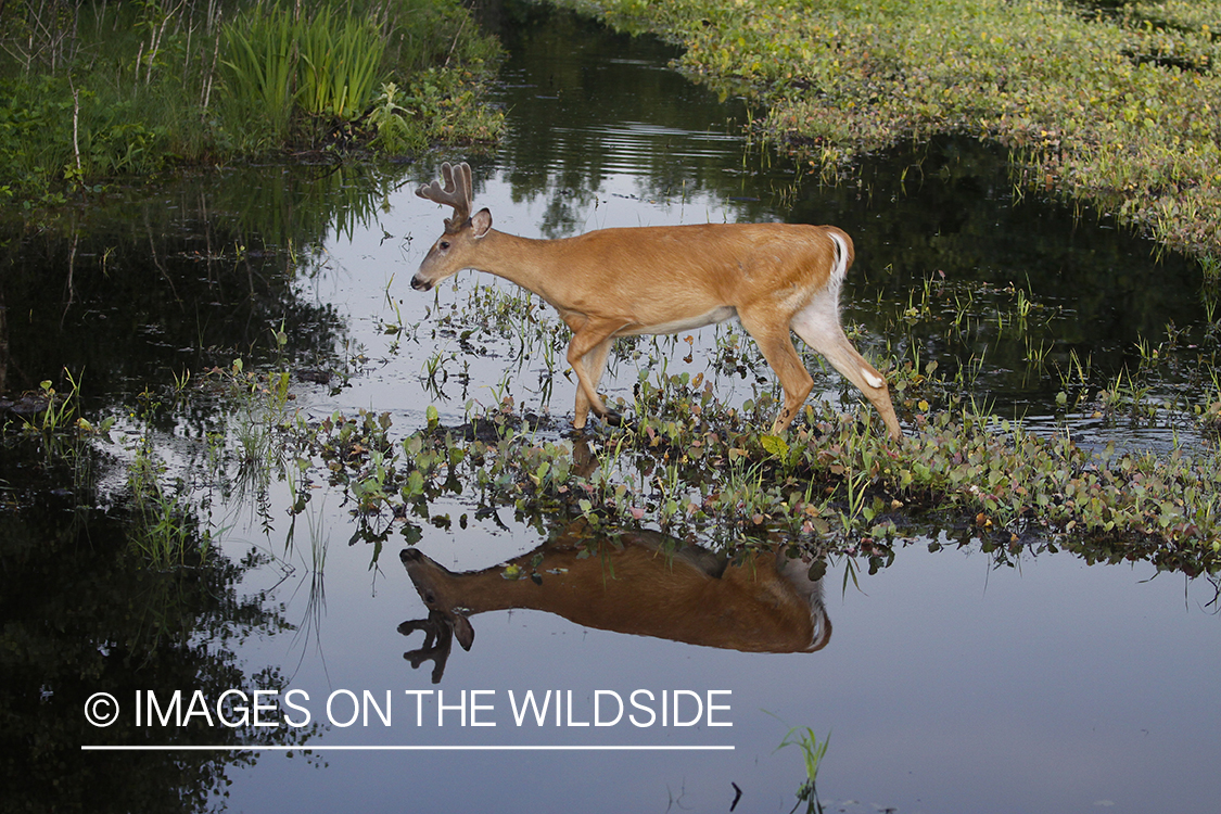 Whie-tailed deer apple creek