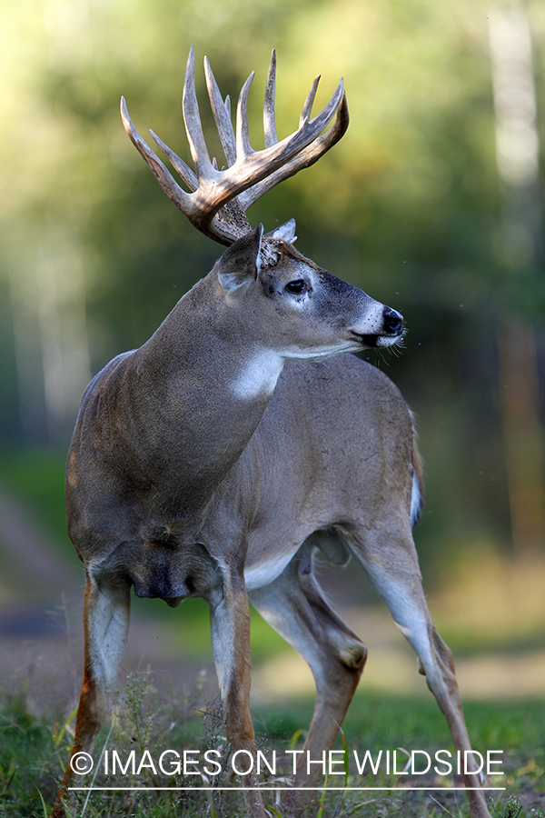 White-tailed buck in habitat