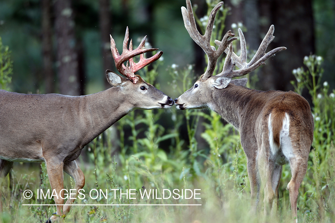 White-tailed bucks in velvet 