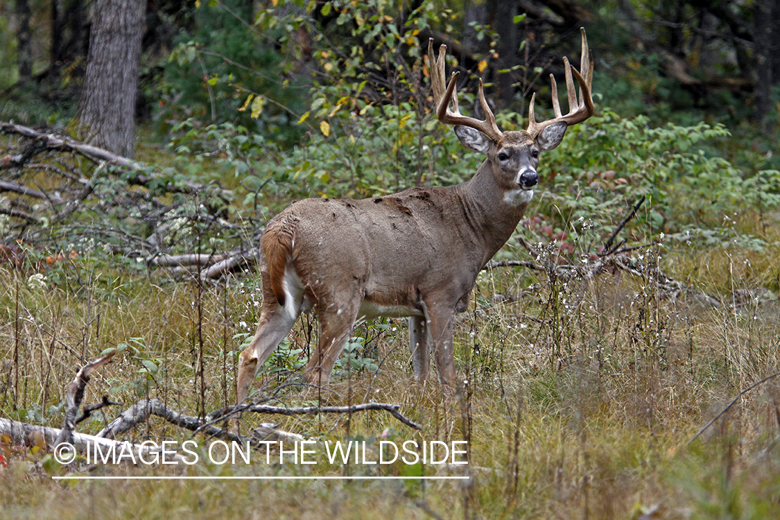 White-tailed buck in habitat. *