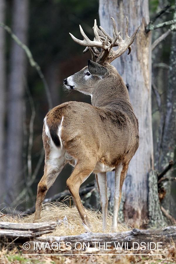 White-tailed buck in habitat. *