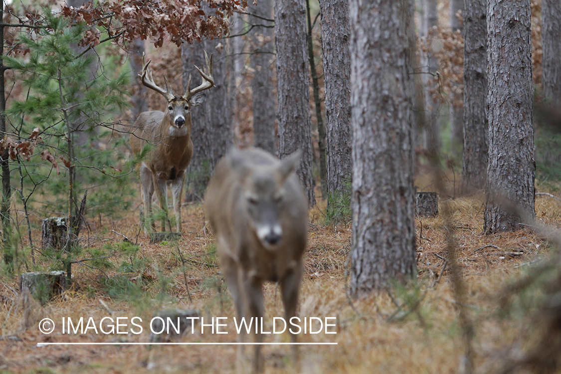 White-tailed buck with doe in foreground. 