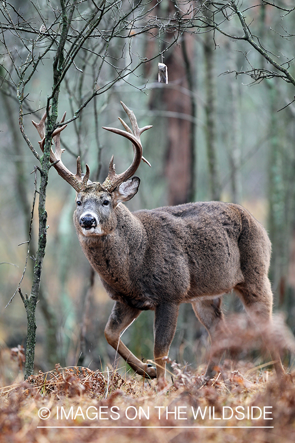 White-tailed deer investigating scent lure. 