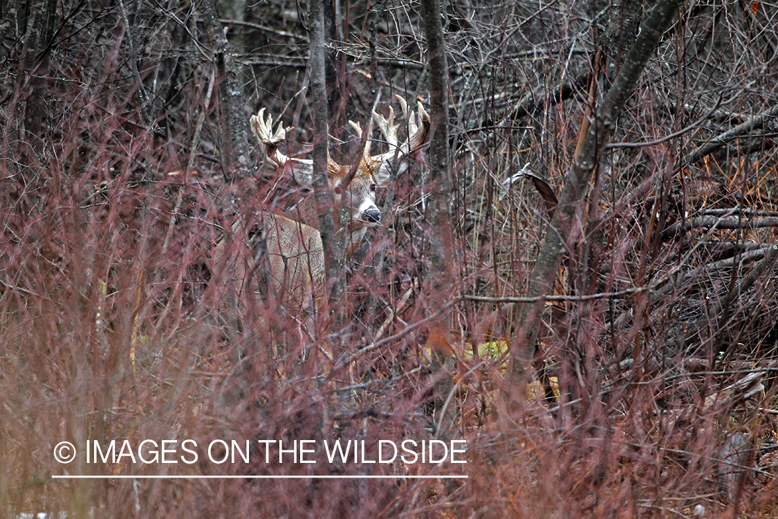 White-tailed buck in habitat. *