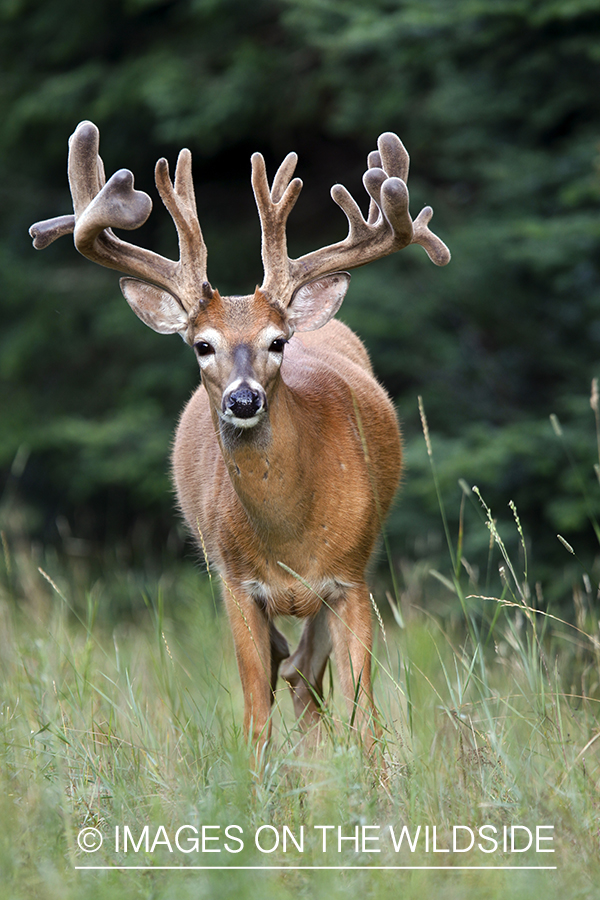 White-tailed buck in summer habitat *