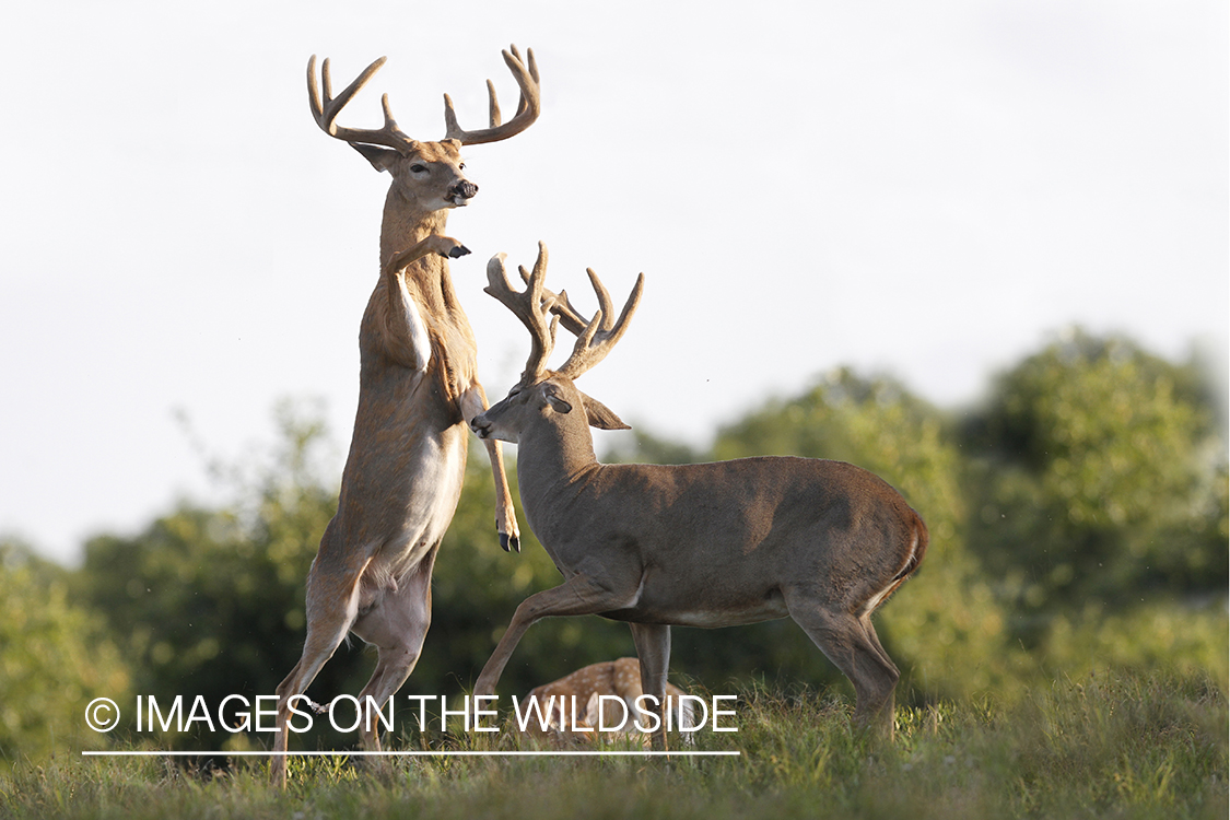 White-tailed bucks fighting. 