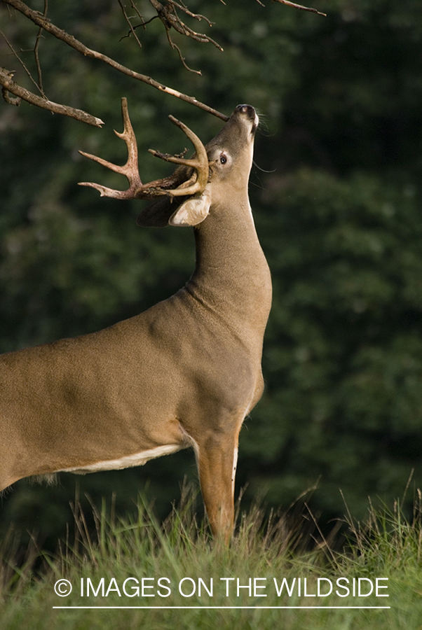 White-tailed buck in habitat. 