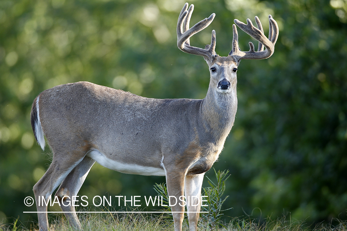 White-tailed buck in velvet.  