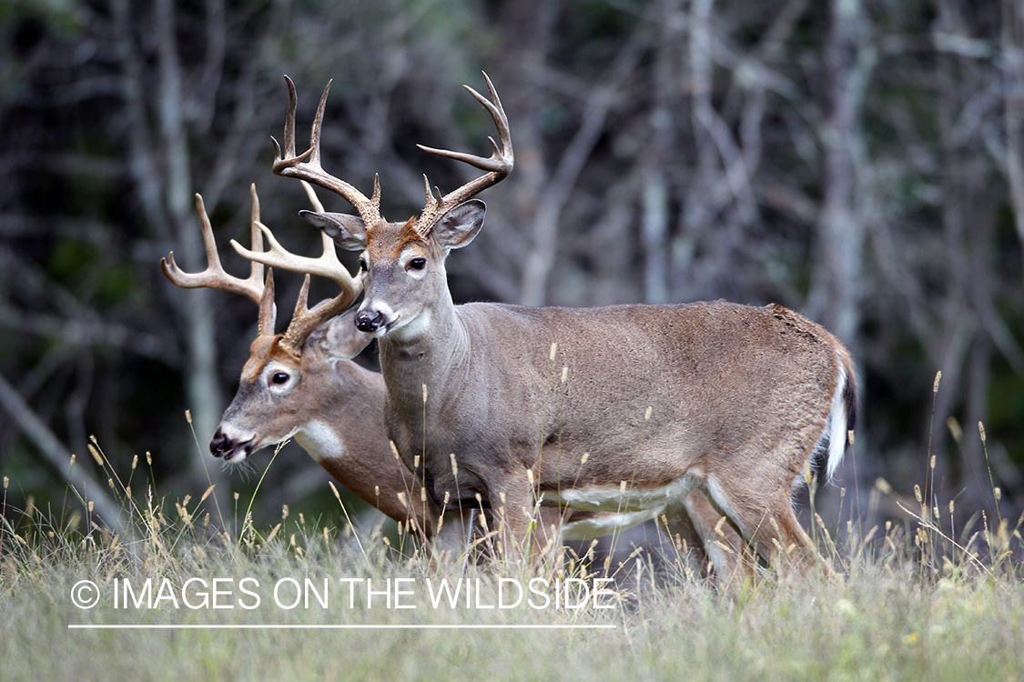 White-tailed bucks in habitat.  