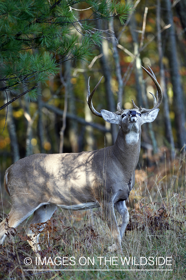 White-tailed buck in habitat. 